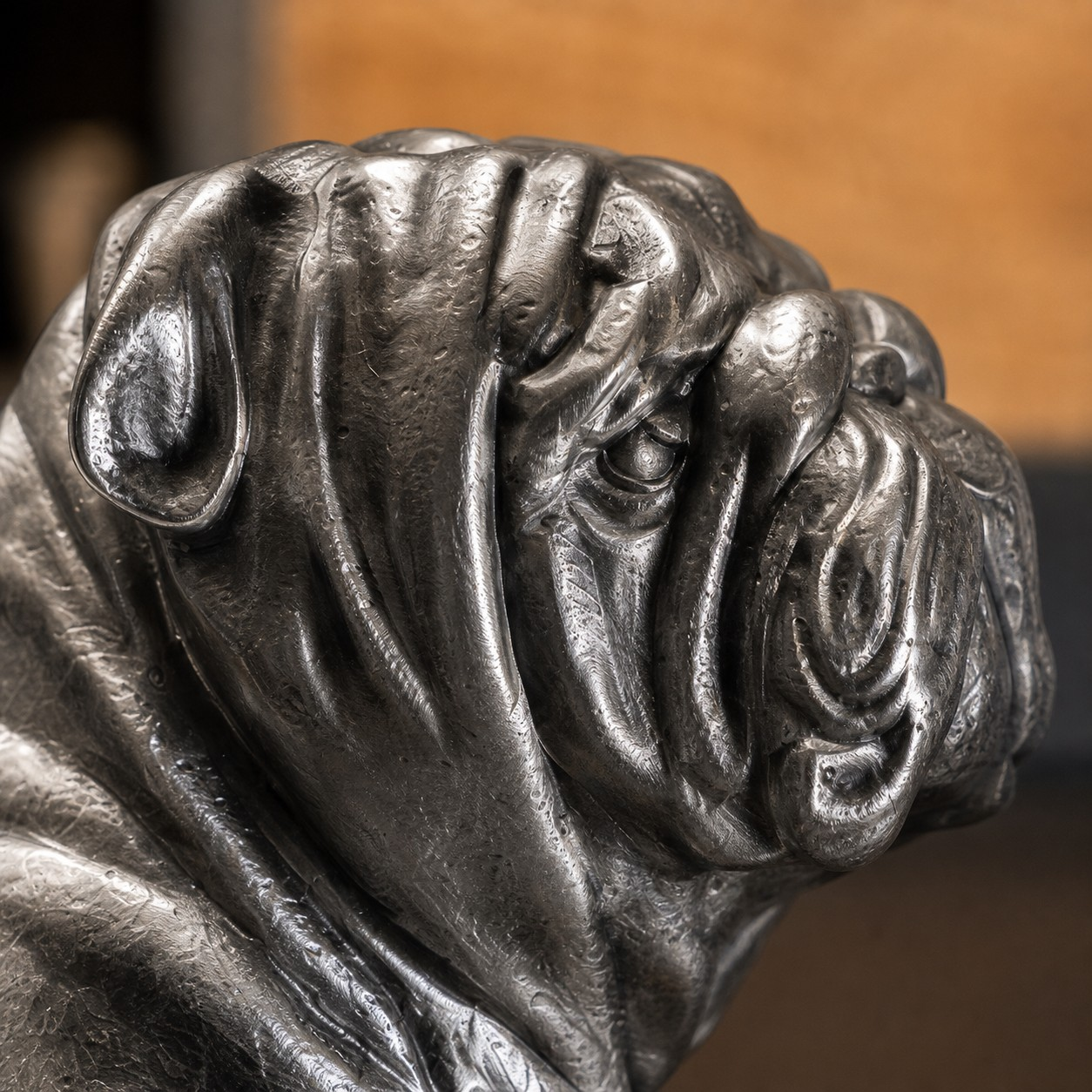 English bulldog face detail