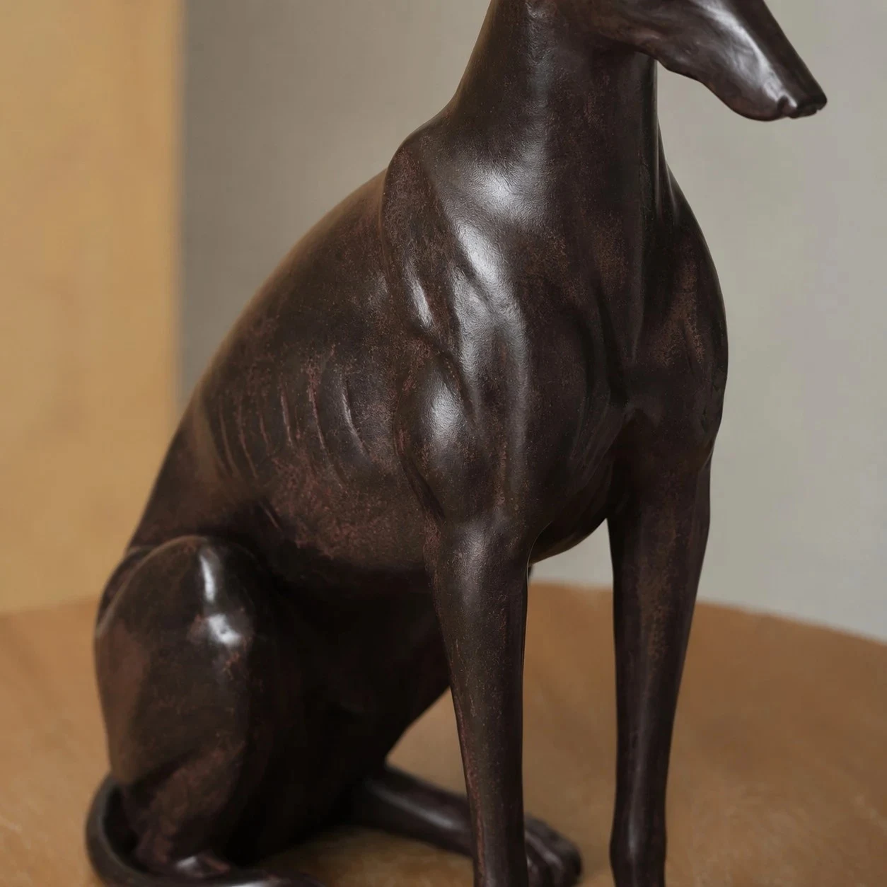 Greyhound detail sitting body