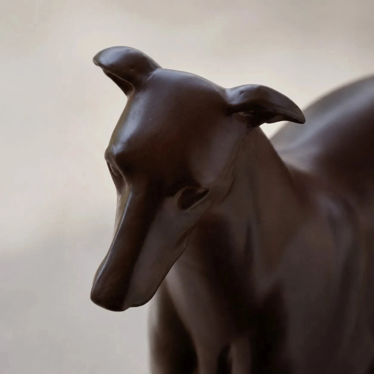 Greyhound detail standing face
